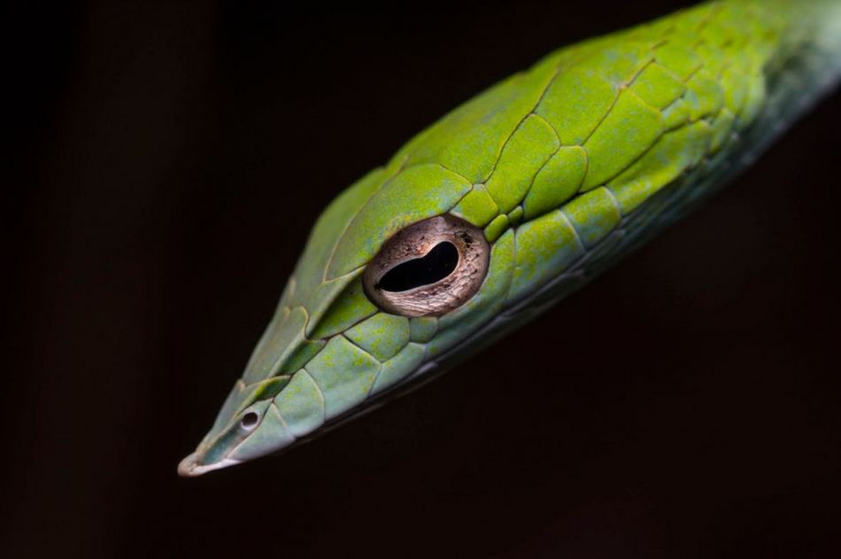 ಸುಮುಖ ಜಾವಗಲ್ ತೆಗೆದ ಗ್ರೀನ್ ವೈನ್ ಹಾವಿನ (Green Vine snake) ಚಿತ್ರ